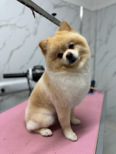 Photo associated with Toni’s Pet Spa & Training Academy.