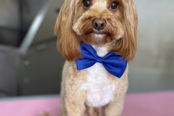 Photo associated with Toni’s Pet Spa & Training Academy.