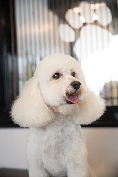 Photo associated with Pampered Paws Glasgow