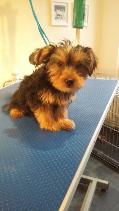 Photo associated with Head 2 Tail Dog Grooming