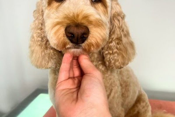 Photo associated with Tulloch's Tails