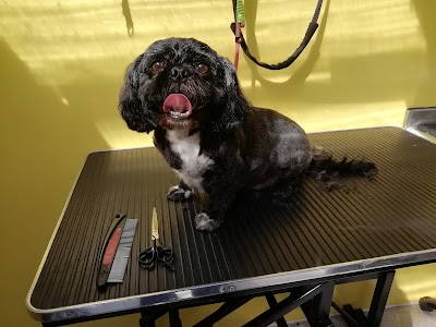 Photo associated with Shampooch Dog Grooming