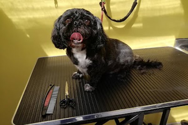 Photo associated with Shampooch Dog Grooming