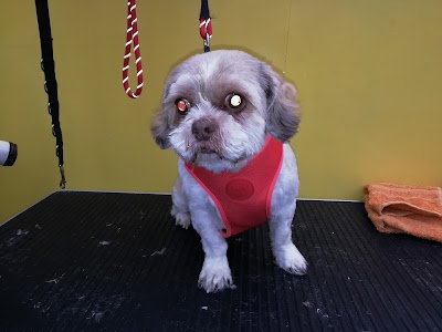 Photo associated with Shampooch Dog Grooming