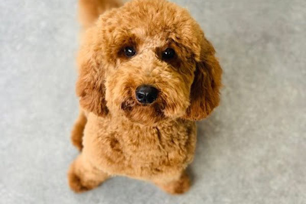 Photo associated with Groomingtails