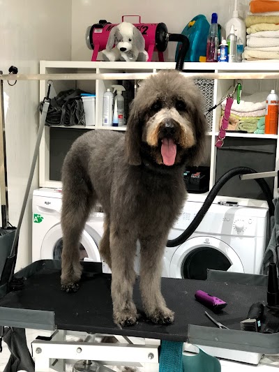 Photo associated with Patricia's Paws Day Grooming Parlour