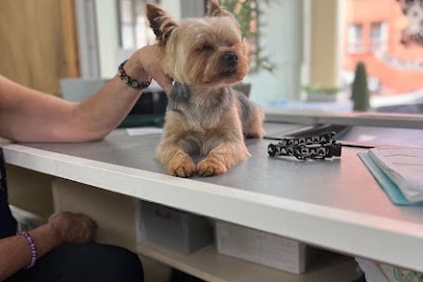 Photo associated with Patricia's Paws Day Grooming Parlour