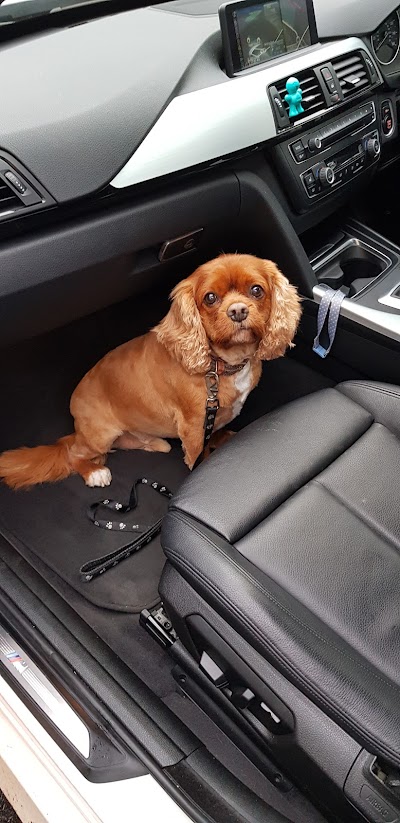 Photo associated with Harrogate Dog Grooming