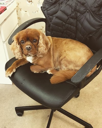 Photo associated with Harrogate Dog Grooming