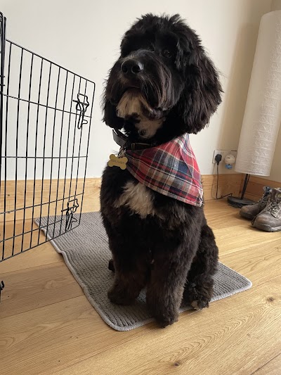 Photo associated with Dogs & Cats Grooming