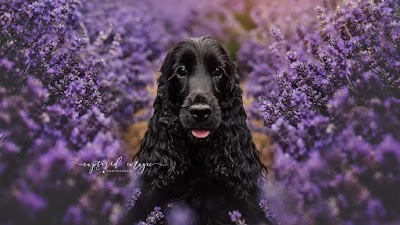 Photo associated with Jasmine Dog Grooming