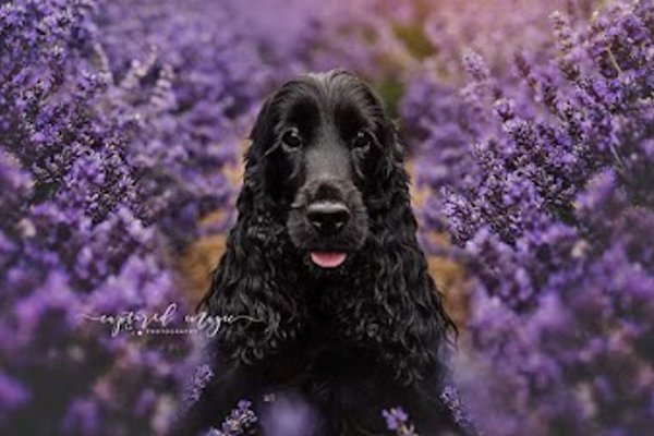 Photo associated with Jasmine Dog Grooming