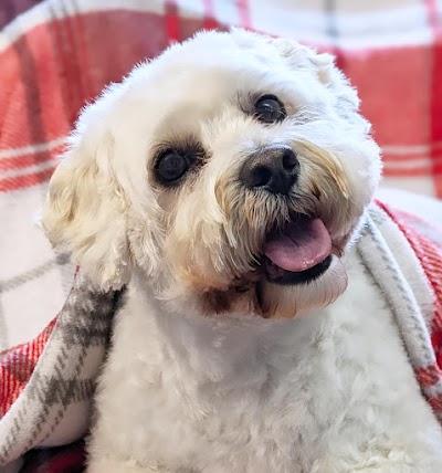 Photo associated with Jasmine Dog Grooming
