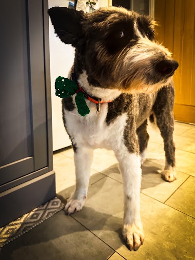 Photo associated with Muddy Puddles Dog Grooming