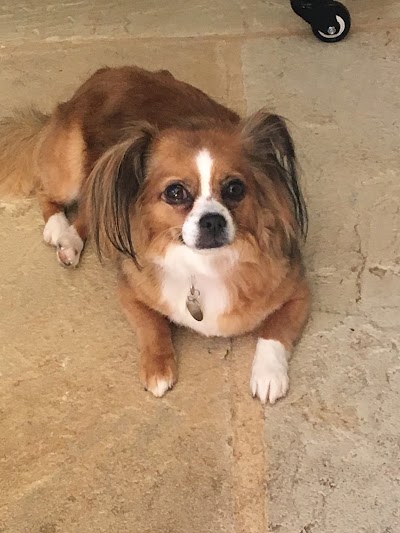 Photo associated with Muddy Puddles Dog Grooming