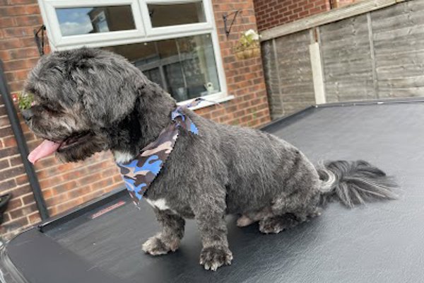 Photo associated with Scruffy to Fluffy