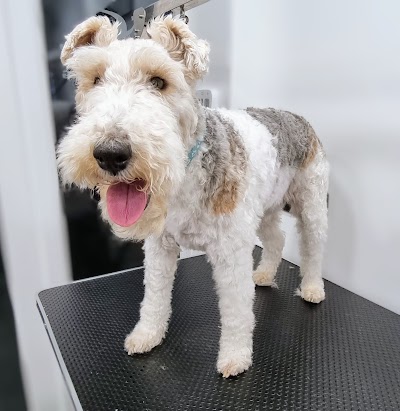 Photo associated with Aspire Dog Grooming
