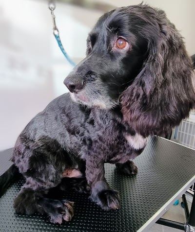Photo associated with Aspire Dog Grooming