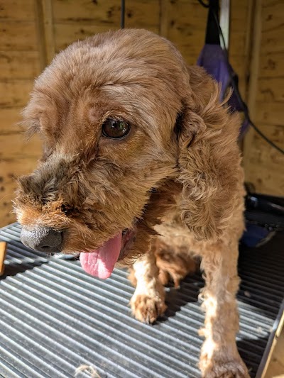 Photo associated with Houndsville Dog grooming