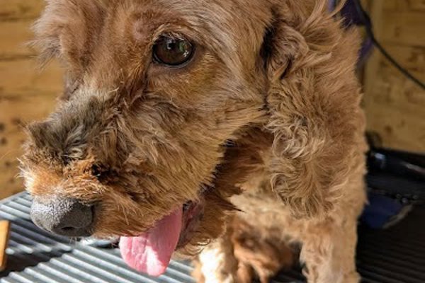 Photo associated with Houndsville Dog grooming