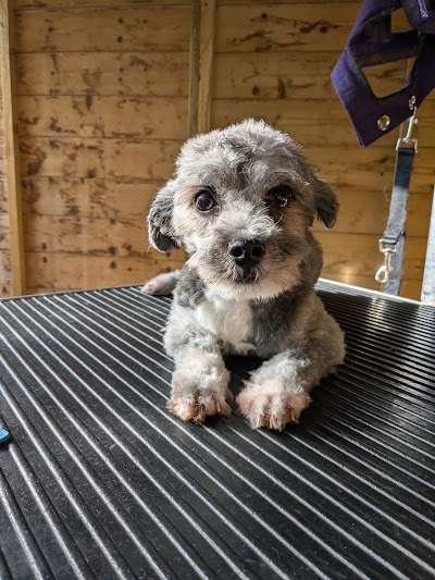Photo associated with Houndsville Dog grooming