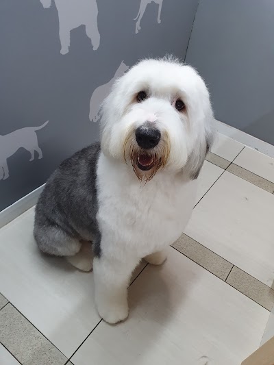 Photo associated with Westoe Dog Grooming