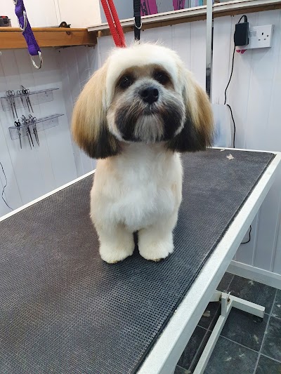 Photo associated with Westoe Dog Grooming