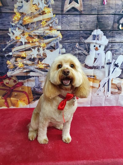 Photo associated with Westoe Dog Grooming