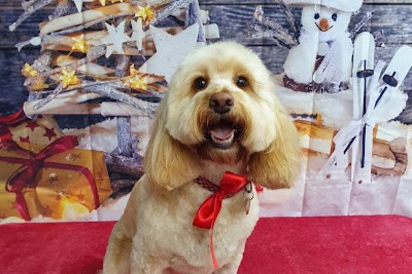Photo associated with Westoe Dog Grooming