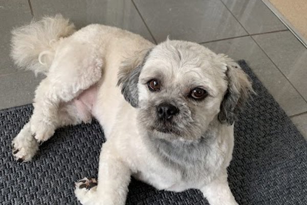 Photo associated with Pawprint Dog Grooming