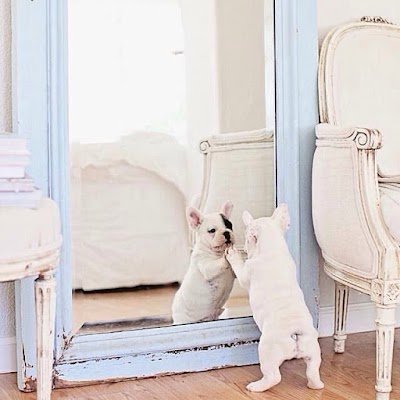 Photo associated with Pawprint Dog Grooming