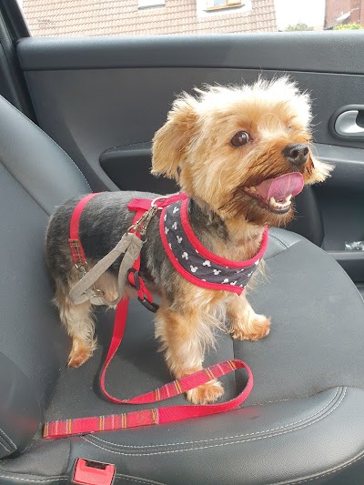 Photo associated with Pampered Pets Grooming and Dog Training