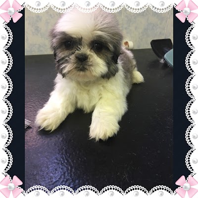 Photo associated with Pampered Pets Grooming and Dog Training