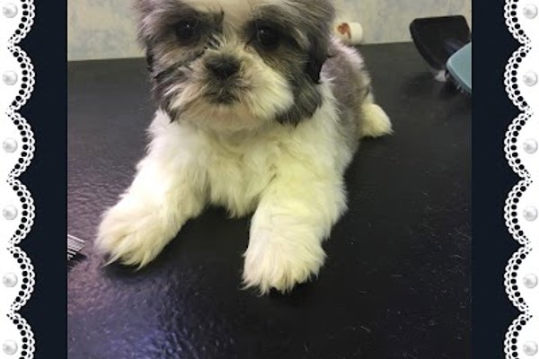 Photo associated with Pampered Pets Grooming and Dog Training