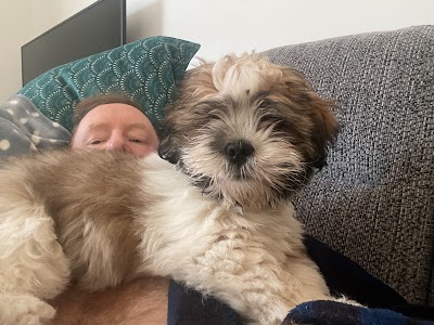 Photo associated with Boss & Pablos Dog Grooming