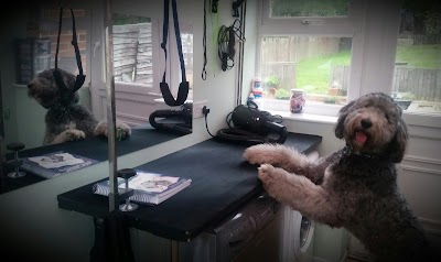 Photo associated with Pet & Pamper Dog Grooming