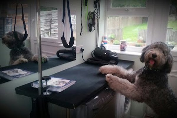 Photo associated with Pet & Pamper Dog Grooming