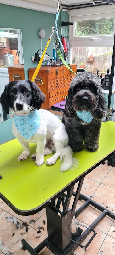 Photo associated with Pet & Pamper Dog Grooming