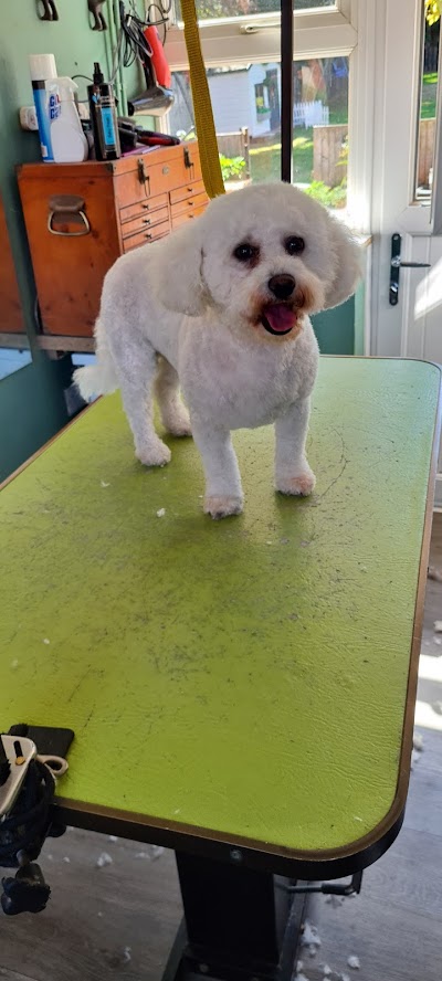 Photo associated with Pet & Pamper Dog Grooming