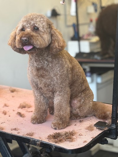 Photo associated with The Scruffy Dog Company