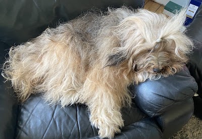 Photo associated with The Scruffy Dog Company