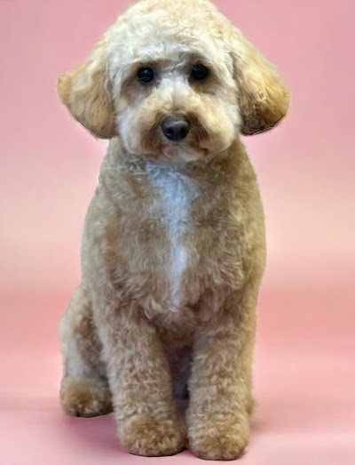 Photo associated with The Scruffy Dog Company