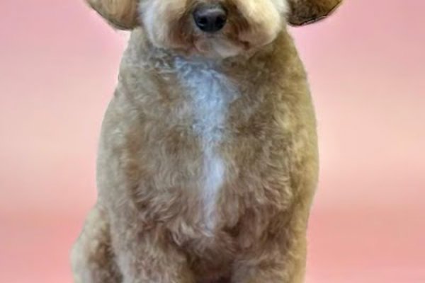 Photo associated with The Scruffy Dog Company