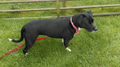 Photo associated with Lolas Tails Dog Groomer