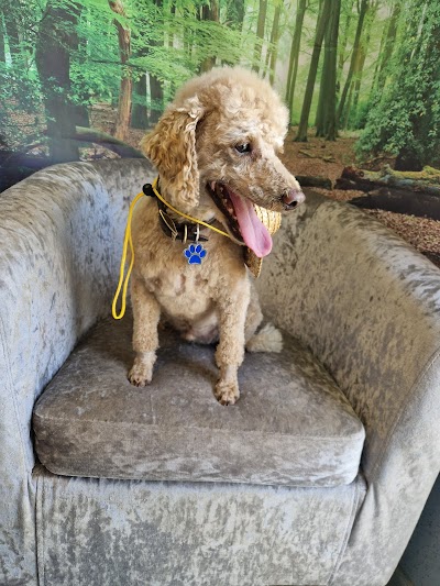 Photo associated with Lolas Tails Dog Groomer