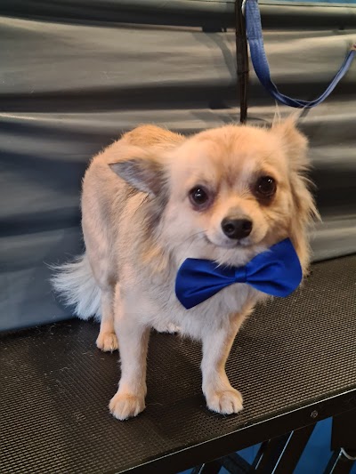 Photo associated with Lolas Tails Dog Groomer