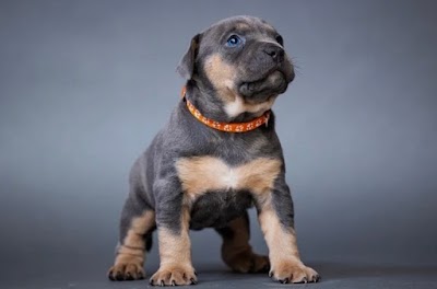 Photo associated with Paw Fection Groomers - Pet Groomers