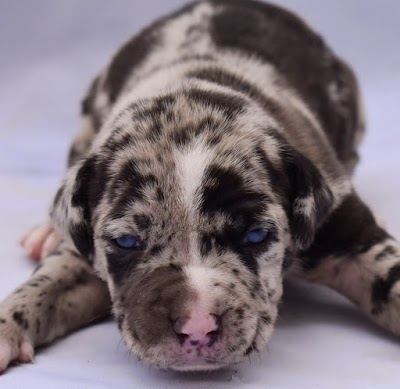 Photo associated with Paw Fection Groomers - Pet Groomers