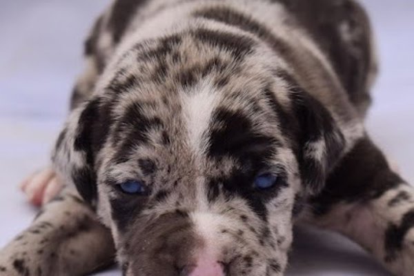 Photo associated with Paw Fection Groomers - Pet Groomers