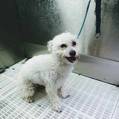 Photo associated with Dial A Dog Wash Stoke on Trent and Staffs Moorlands
